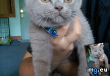 Tags: cats, love, meet, picture, shadow (Pict. in My r/CATS favs)