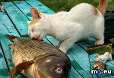 Tags: cats, dead, fishie, love (Pict. in My r/CATS favs)