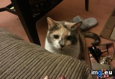 Tags: cats, finger, lose (Pict. in My r/CATS favs)