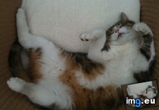 Tags: cat, cats, pebito, present, wanted (Pict. in My r/CATS favs)