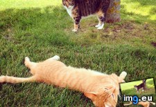 Tags: cats, ellie, hanging, louie, summer, yard (Pict. in My r/CATS favs)