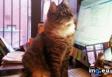 Tags: apartment, bring, cat, cats, checking, emails, for, fumigated, get, occasionally, order, she, work (Pict. in My r/CATS favs)