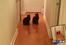 Tags: cats, stop (Pict. in My r/CATS favs)
