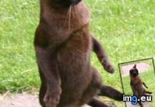 Tags: animated, cats, image, was (Pict. in My r/CATS favs)
