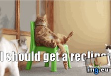 Tags: buy, cats, recliner (GIF in My r/CATS favs)