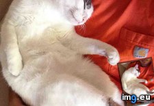 Tags: cats, pretty, work (Pict. in My r/CATS favs)
