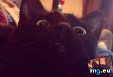 Tags: broke, cats, him (Pict. in My r/CATS favs)