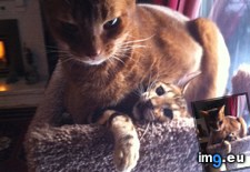 Tags: cat, cats, kitten, likes (Pict. in My r/CATS favs)
