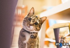 Tags: cat, cats, girlfriend, hypnotise (Pict. in My r/CATS favs)