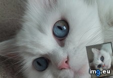 Tags: cats, puuurrty (Pict. in My r/CATS favs)