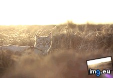 Tags: ago, cat, cats, died, microchip, months, reunited, thought, tomorrow (GIF in My r/CATS favs)