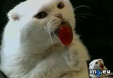 Tags: all, but, cat, cats, crashed, gifs, upload (GIF in My r/CATS favs)