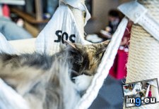 Tags: cafe, cat, cats, tokyo, visited (Pict. in My r/CATS favs)