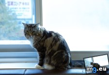 Tags: cafe, cat, cats, tokyo, visited (Pict. in My r/CATS favs)