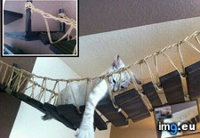 Tags: bad, cats (Pict. in My r/CATS favs)