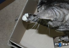 Tags: atari, box, cats, frantically, pretty, scratching, she, thought, was, woken (Pict. in My r/CATS favs)