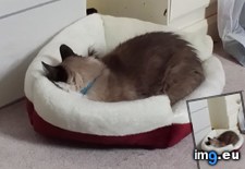 Tags: but, cat, cats, refused, thismorning, woke (Pict. in My r/CATS favs)