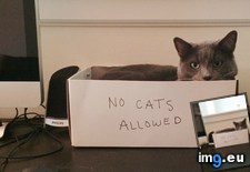 Tags: add, cat, cats, descriptive, effectiveness, image, label, proof, trap, unsuccessful (Pict. in My r/CATS favs)