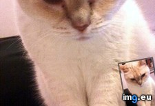 Tags: cats, fits (Pict. in My r/CATS favs)