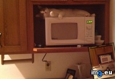 Tags: cats, fits, sits (Pict. in My r/CATS favs)