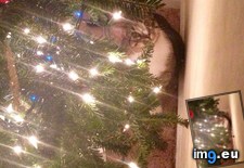 Tags: cats, christmas, miracle, stands, tree (Pict. in My r/CATS favs)