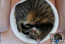 Tags: cat, cats, circle, cold, turned (Pict. in My r/CATS favs)
