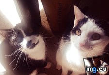 Tags: cats, rare (Pict. in My r/CATS favs)