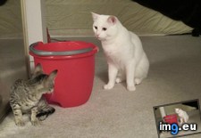 Tags: cats, rocky, start (Pict. in My r/CATS favs)