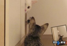 Tags: cats, rocky, start (Pict. in My r/CATS favs)