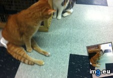Tags: cats, jesse, kitten, meeting, time (Pict. in My r/CATS favs)