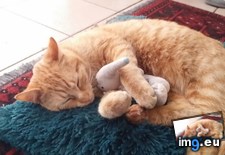 Tags: anteater, cats, jinxs, loves (Pict. in My r/CATS favs)