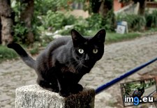 Tags: brazilian, cat, cats, curious, street (Pict. in My r/CATS favs)