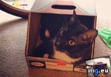 Tags: box, cat, cats (Pict. in My r/CATS favs)