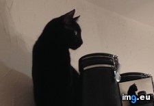 Tags: blending, canisters, cats (Pict. in My r/CATS favs)