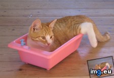 Tags: cats, old, picture (Pict. in My r/CATS favs)