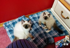 Tags: cats, kittens, two (Pict. in My r/CATS favs)