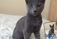 Tags: cat, cats, picked, slane (Pict. in My r/CATS favs)