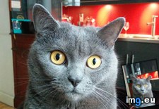 Tags: cat, cats, juste, picture (Pict. in My r/CATS favs)