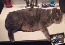 Tags: cat, cats, keeping, obese, sinks, theme (Pict. in My r/CATS favs)