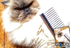 Tags: cats, comb, keny, nightmare (Pict. in My r/CATS favs)