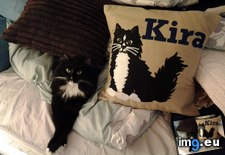 Tags: cats, kira, pillow, posing (Pict. in My r/CATS favs)