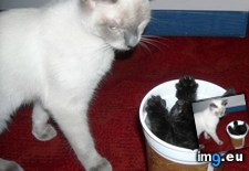 Tags: cats, cup, get, hides, kitten, mommy, out, spring, waiting (Pict. in My r/CATS favs)