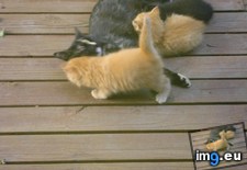Tags: born, cats, deck, kittens, lunch, our (Pict. in My r/CATS favs)