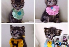 Tags: bibs, cats, kittens (Pict. in My r/CATS favs)