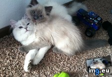 Tags: cats, kitty, love (Pict. in My r/CATS favs)
