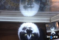 Tags: cats, chirps, day, good, leesi, reflection (Pict. in My r/CATS favs)