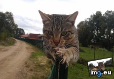 Tags: cats, leo (Pict. in My r/CATS favs)