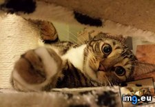 Tags: cats, play (Pict. in My r/CATS favs)