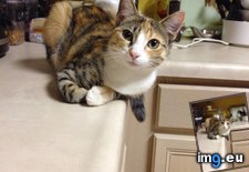 Tags: casual, cats, dishes, watching (Pict. in My r/CATS favs)