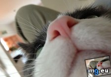 Tags: cats, hooman, nose (Pict. in My r/CATS favs)